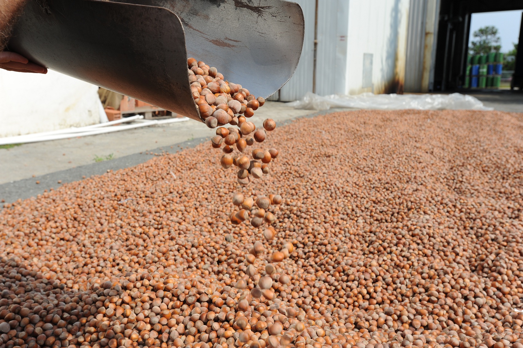 Trabzon`da fndk fiyatlar akland.