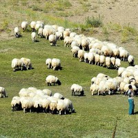 Aylk 2 bin 500 liraya alacak oban bulamyor