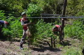 Trabzon`da Hint Keneviri Operasyonu!!!