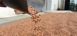 te Yeni Yln Fndk Fiyatlar