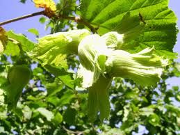 KAR, FINDIK FYATLARINI YKSELTT