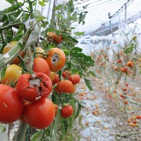 Tarmsal kredi borlarna 1 yl erteleme