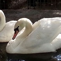 ngiltere`de kuu kesen Trk`e ceza