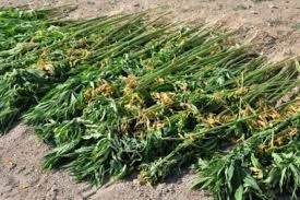 Trabzon`da Hint Keneviri Operasyonu!!!